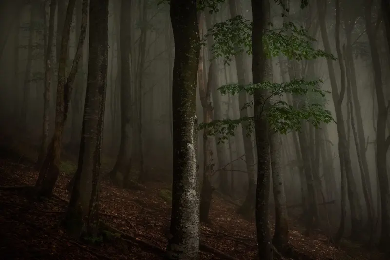 Nebel zwischen hohen Buchen in einem dunklen Wald — Stimmungsbild, keine Spielaufnahme
