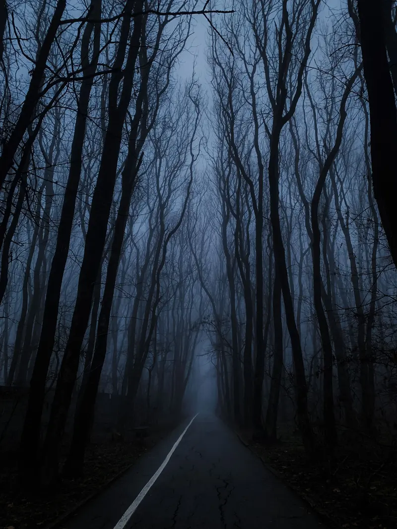 Schmaler Weg zwischen kahlen Bäumen im blauen Abendnebel — Stimmungsbild, keine Spielaufnahme