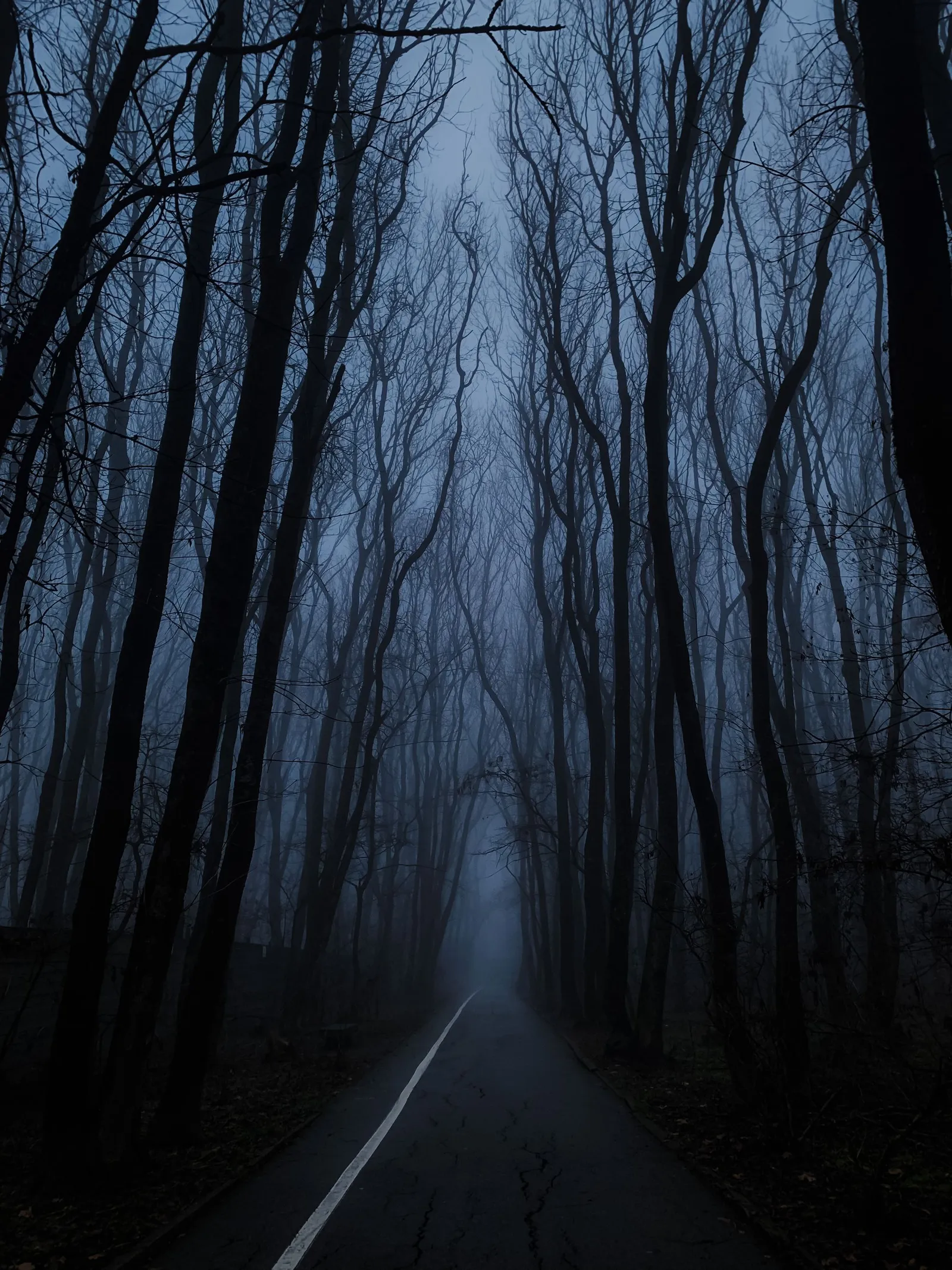 Nebelverhangener Waldweg als Stimmungsbild, keine Spielaufnahme